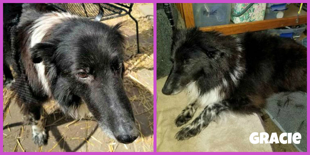 Gracie - Central Illinois Sheltie Rescue